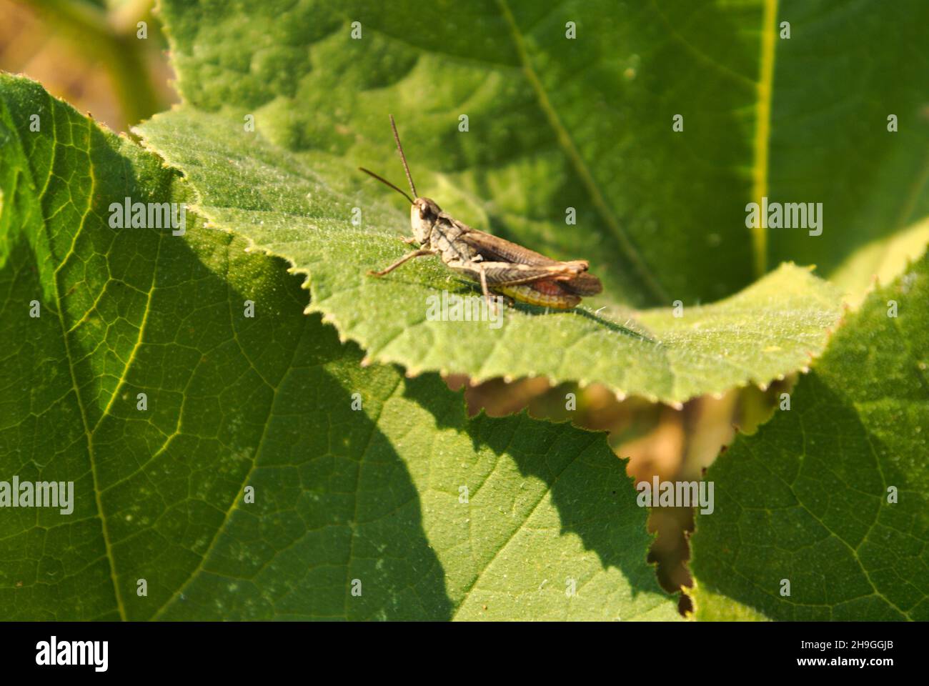 Grand sauterelle sur une feuille verte Banque D'Images