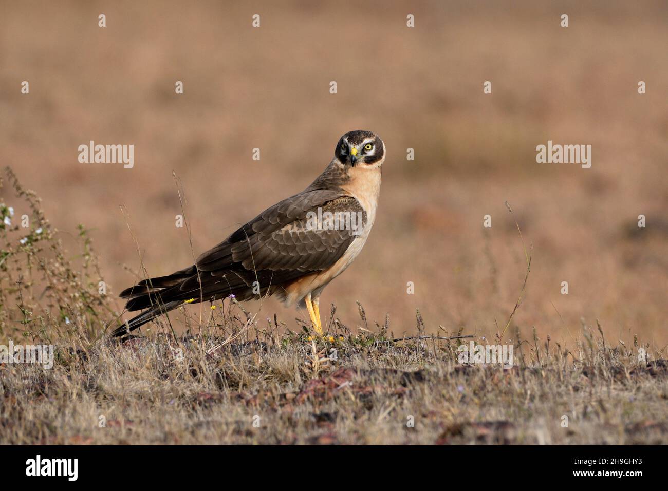 Pâle ou Pallid Harrier Femme, Circus macrourus, Kolhapur, Maharashtra, Inde Banque D'Images