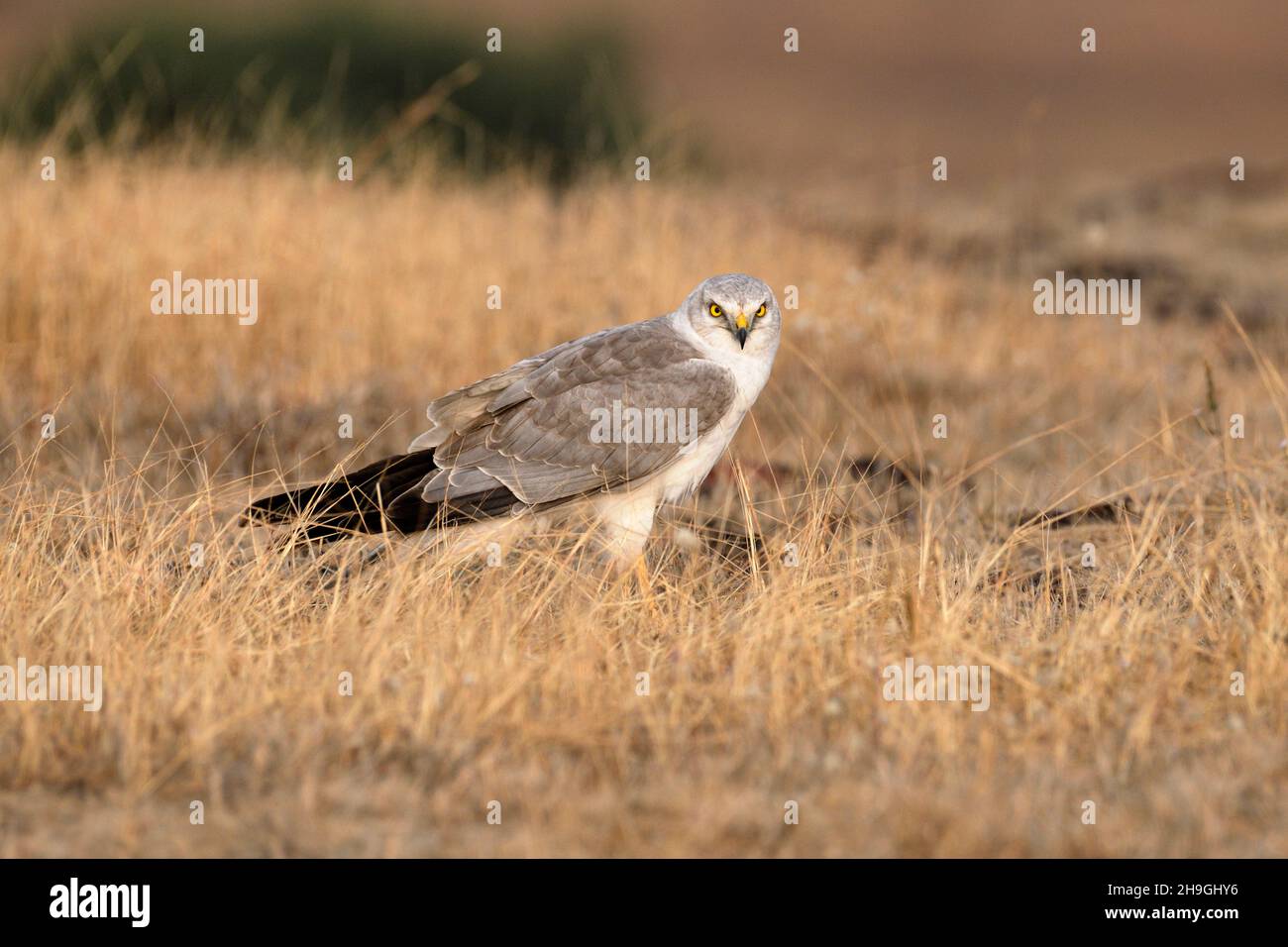 Pâle ou Pallid Harrier Male, Circus macrourus, Kolhapur, Maharashtra, Inde Banque D'Images