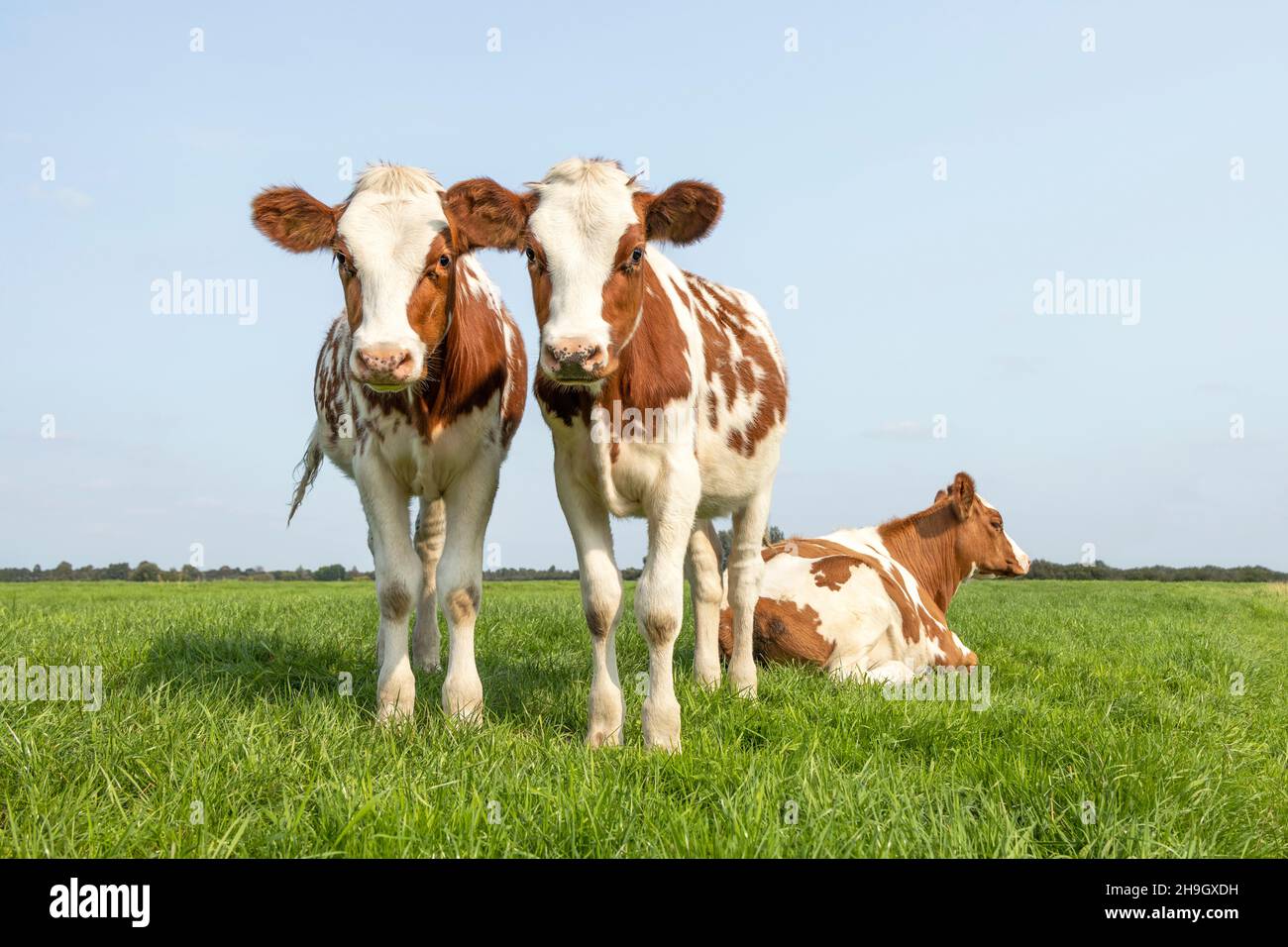 Deux petits mignons, tendre portrait d'amour de deux vaches, avec amour ensemble, avec des yeux rêveux, rouge et blanc dans un pré vert et ciel bleu, horizon au-dessus de lan Banque D'Images