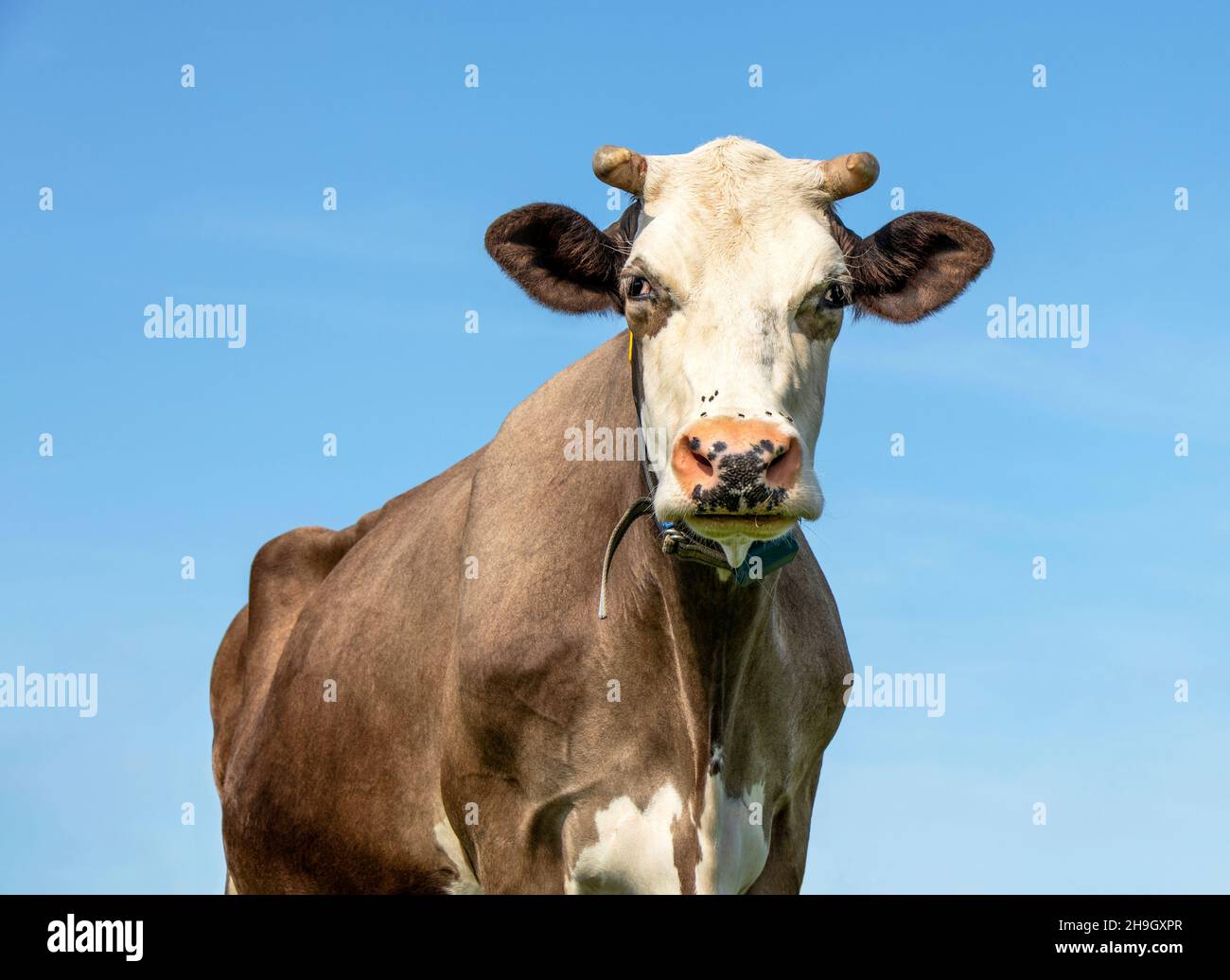 Tête de vache à cornes blanche, gros bovins laitiers bruns, regardant sage avec nez rose et cornes et comme arrière-plan un ciel bleu Banque D'Images