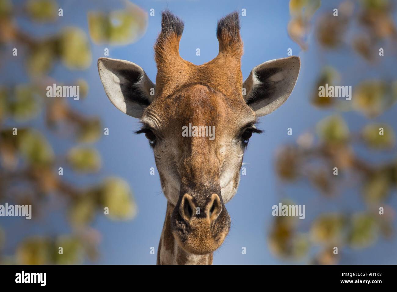 Gros plan de la tête d'une girafe femelle regardant dans la caméra, le grand Kruger. Banque D'Images