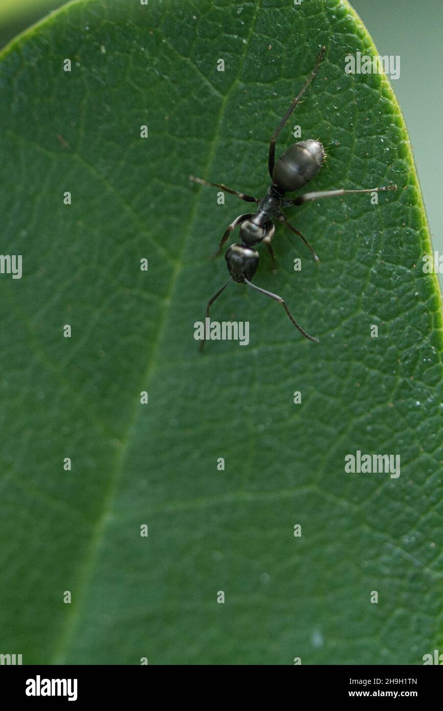 Occupé ant dans une macro prise sur une feuille.Plan détaillé du petit insecte Banque D'Images