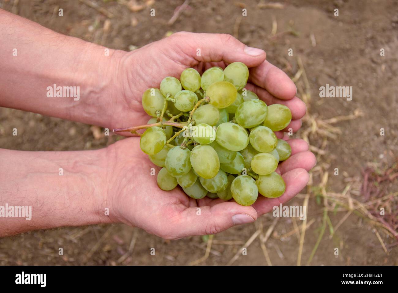 Bouquet de raisins mûrs entre les mains de l'agriculteur.Mains d'hommes tenant des raisins frais au vignoble.Récolte d'automne.Vue de dessus.Gros plan.Mise au point sélective. Banque D'Images