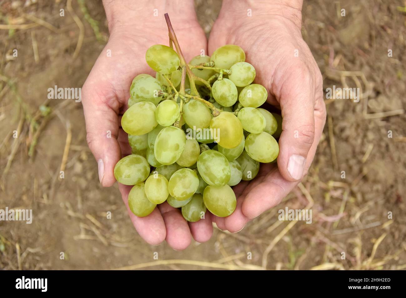 Mains de fermier aux raisins blancs mûrs pendant la récolte du vin.Bouquet de raisins blancs entre les mains des hommes, Vineyard.Vue de dessus.Gros plan.Mise au point sélective.Copier Banque D'Images