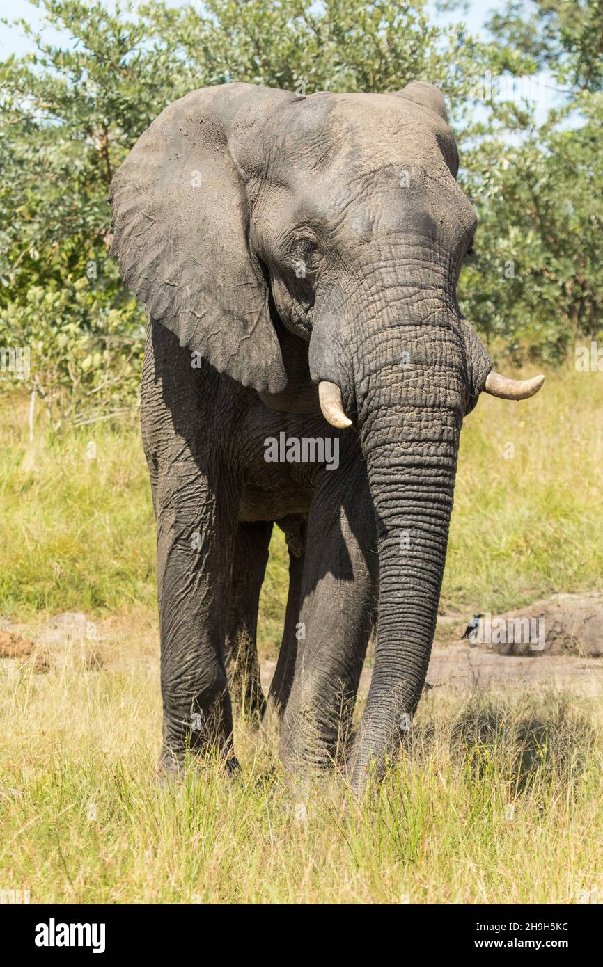 Magnifique taureau d'éléphant d'Afrique situé dans le paysage verdoyant du parc national Kruger. Banque D'Images