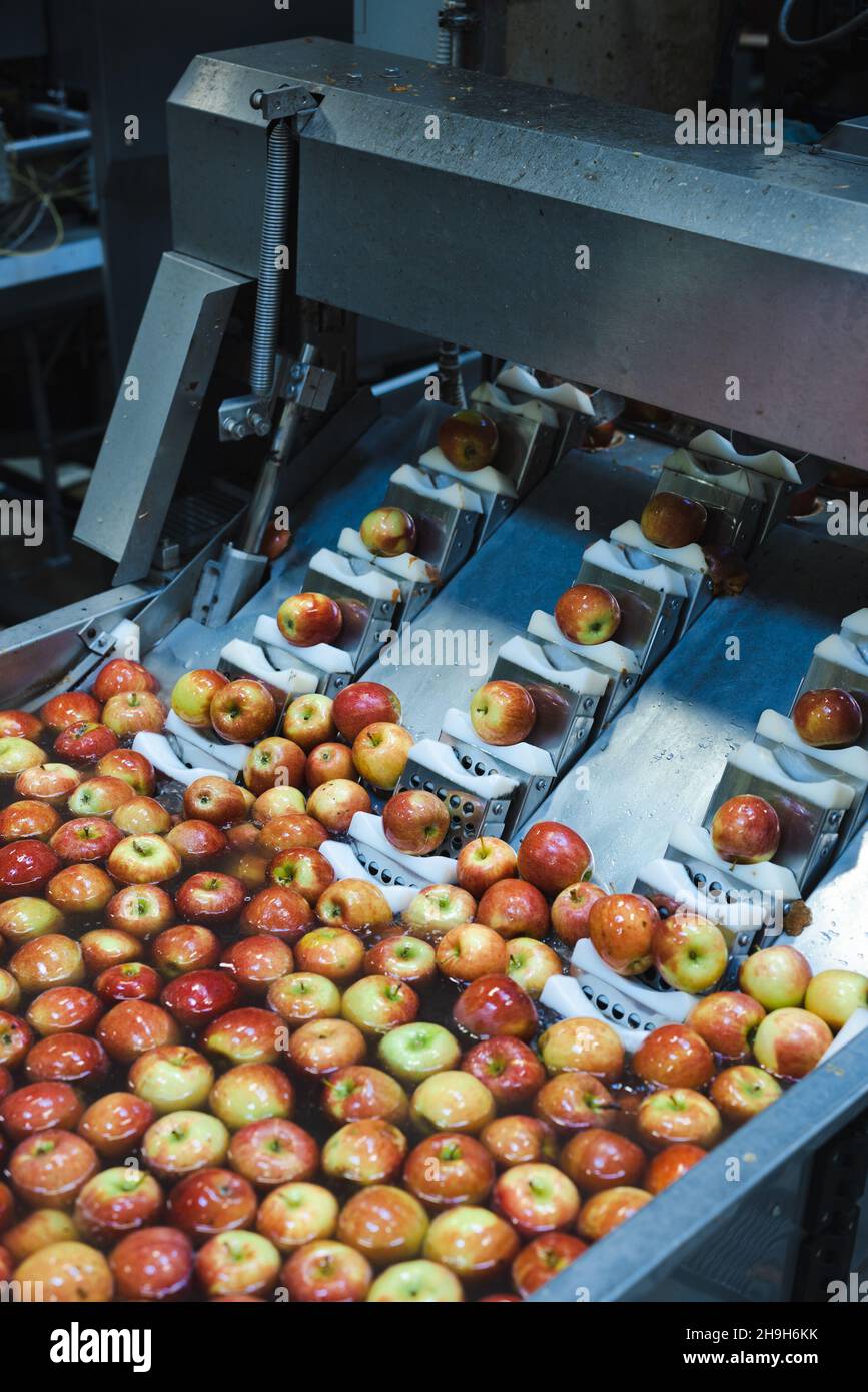 Nettoyez et coupez les pommes fraîches avant des râper et des couper dans les installations de transformation des aliments.Fruits sains, production alimentaire et concept automatisé de l'industrie alimentaire. Banque D'Images