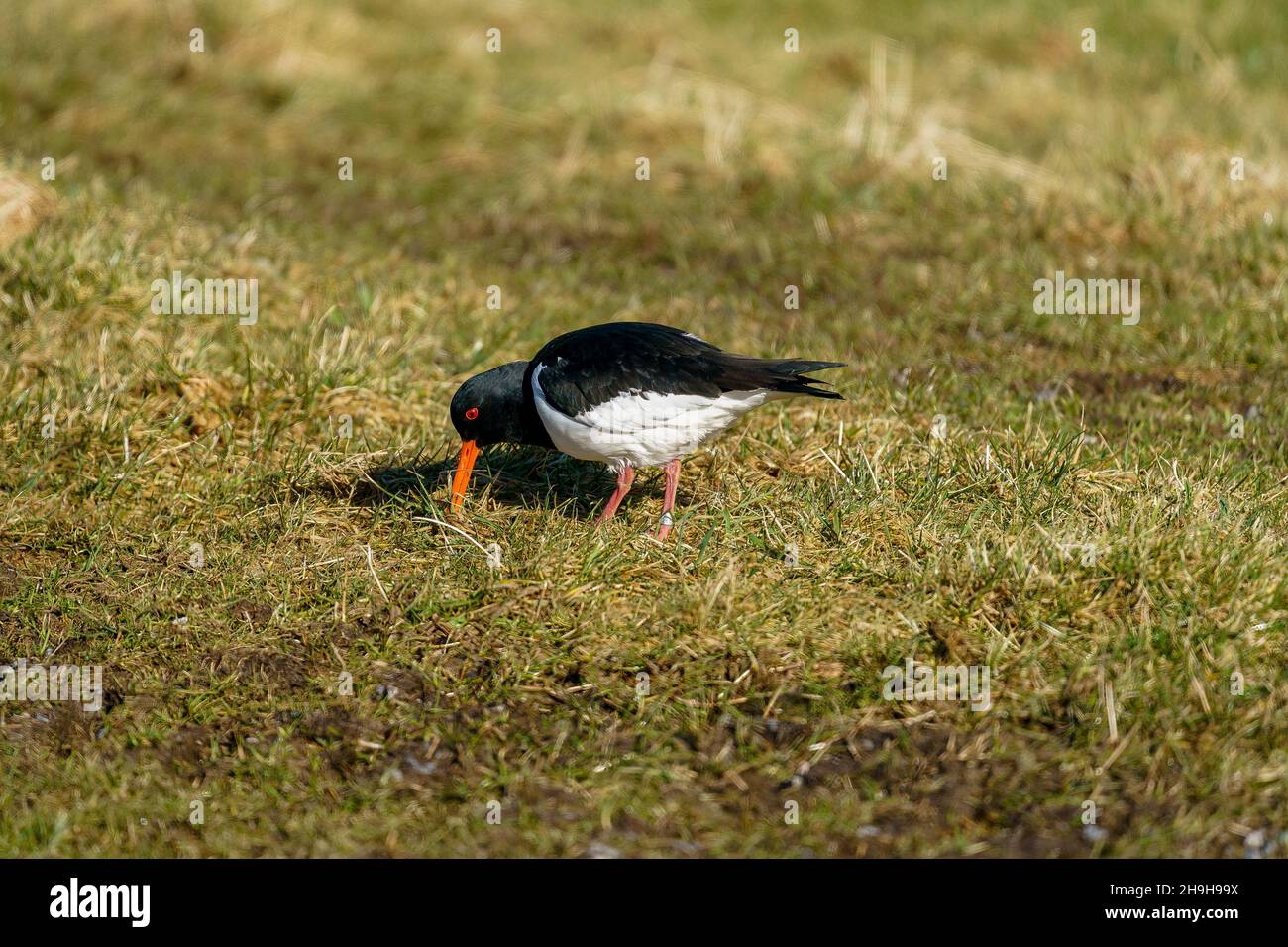 RUNDE, NORVÈGE - 2020 MARS 21.Oystercatacher eurasien dans l'habitat naturel (Haematopus ostralegus). Banque D'Images