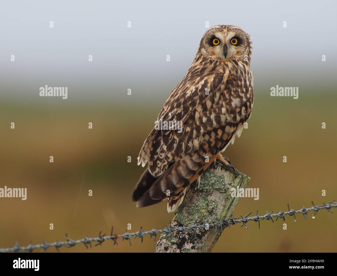 La chouette à épines courtes est une chouette qui a le plus de chances d'être observée à l'époque au Royaume-Uni.Ils perquent sur des poteaux ou des arbres observant pour des proies, mais aussi la chasse sur la victoire. Banque D'Images