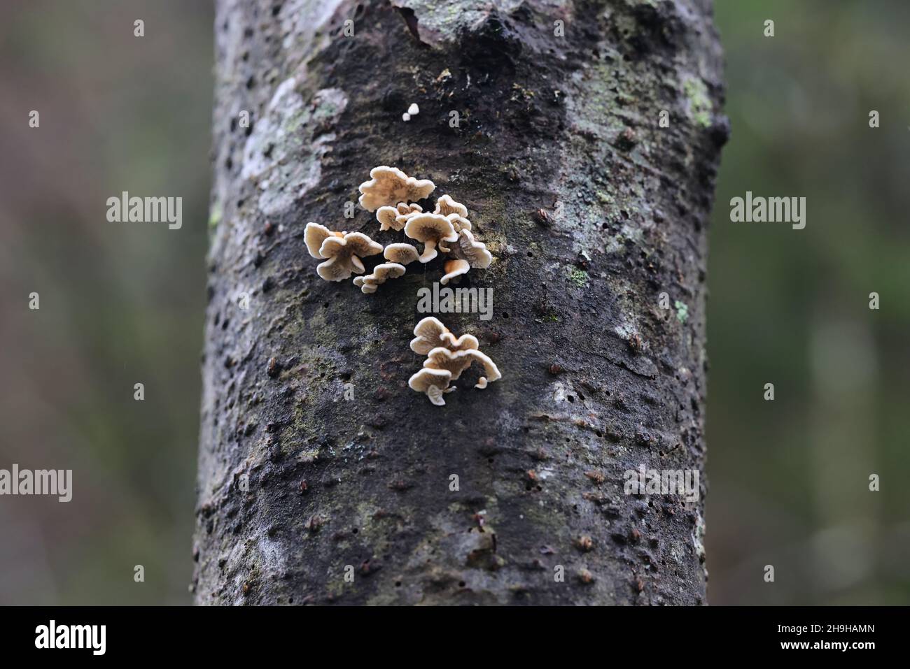 Plicatura crispa, communément connu sous le nom de branchigaux criblé, champignon sauvage de Finlande Banque D'Images