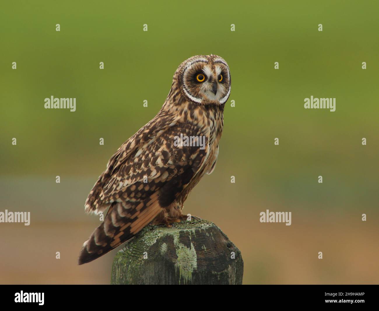 La chouette à épines courtes est une chouette qui a le plus de chances d'être observée à l'époque au Royaume-Uni.Ils perquent sur des poteaux ou des arbres observant pour des proies, mais aussi la chasse sur la victoire. Banque D'Images