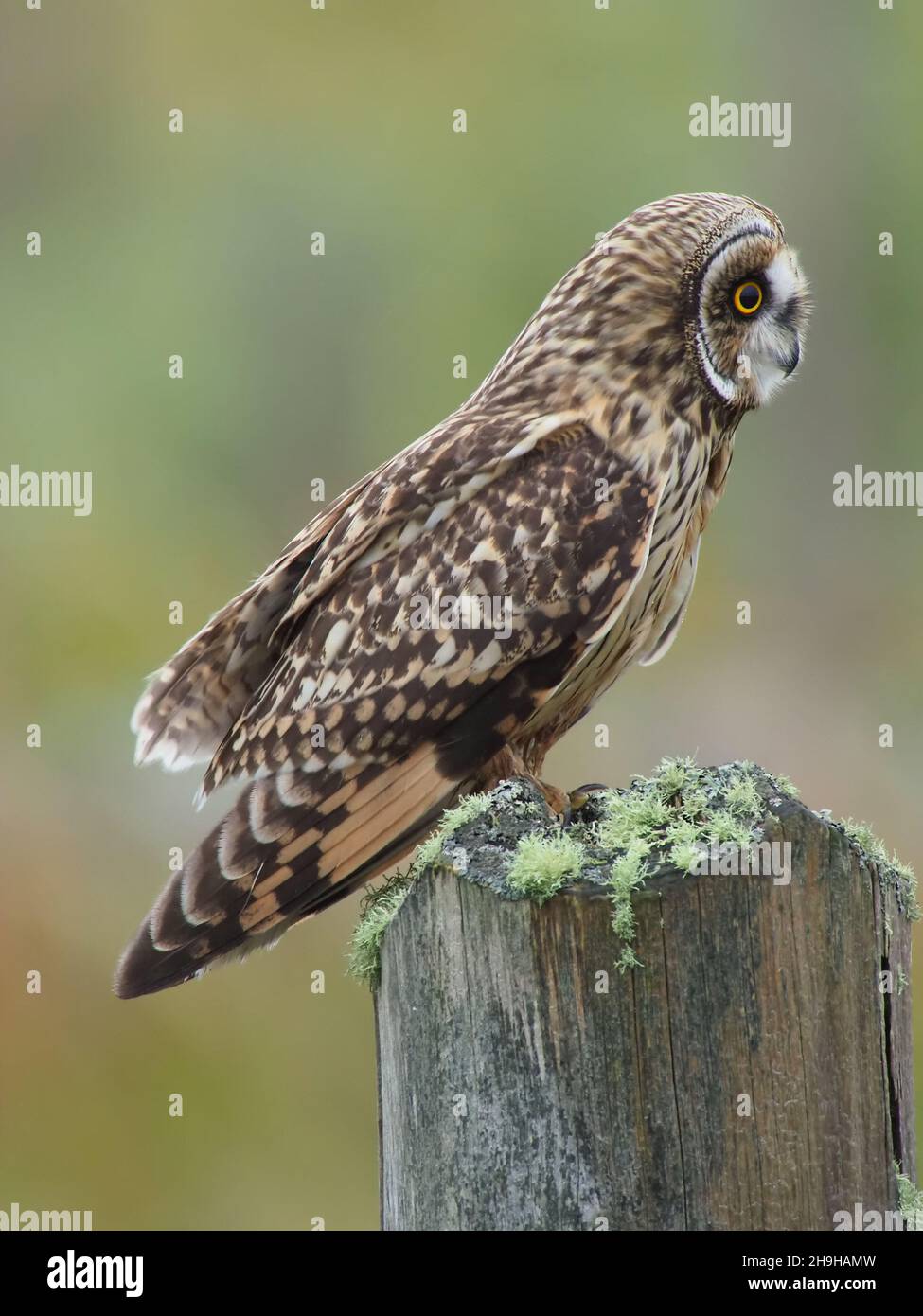 La chouette à épines courtes est une chouette qui a le plus de chances d'être observée à l'époque au Royaume-Uni.Ils perquent sur des poteaux ou des arbres observant pour des proies, mais aussi la chasse sur la victoire. Banque D'Images