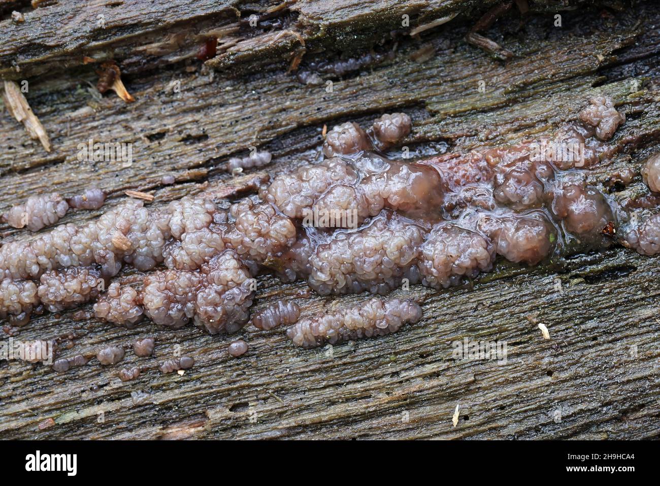 Dacrymyces enatus, un champignon de la gelée de Finlande, pas de nom anglais commun Banque D'Images Dacrymyces enatus, un champignon de la gelée de Finlande, pas de nom anglais commun Banque D'Images