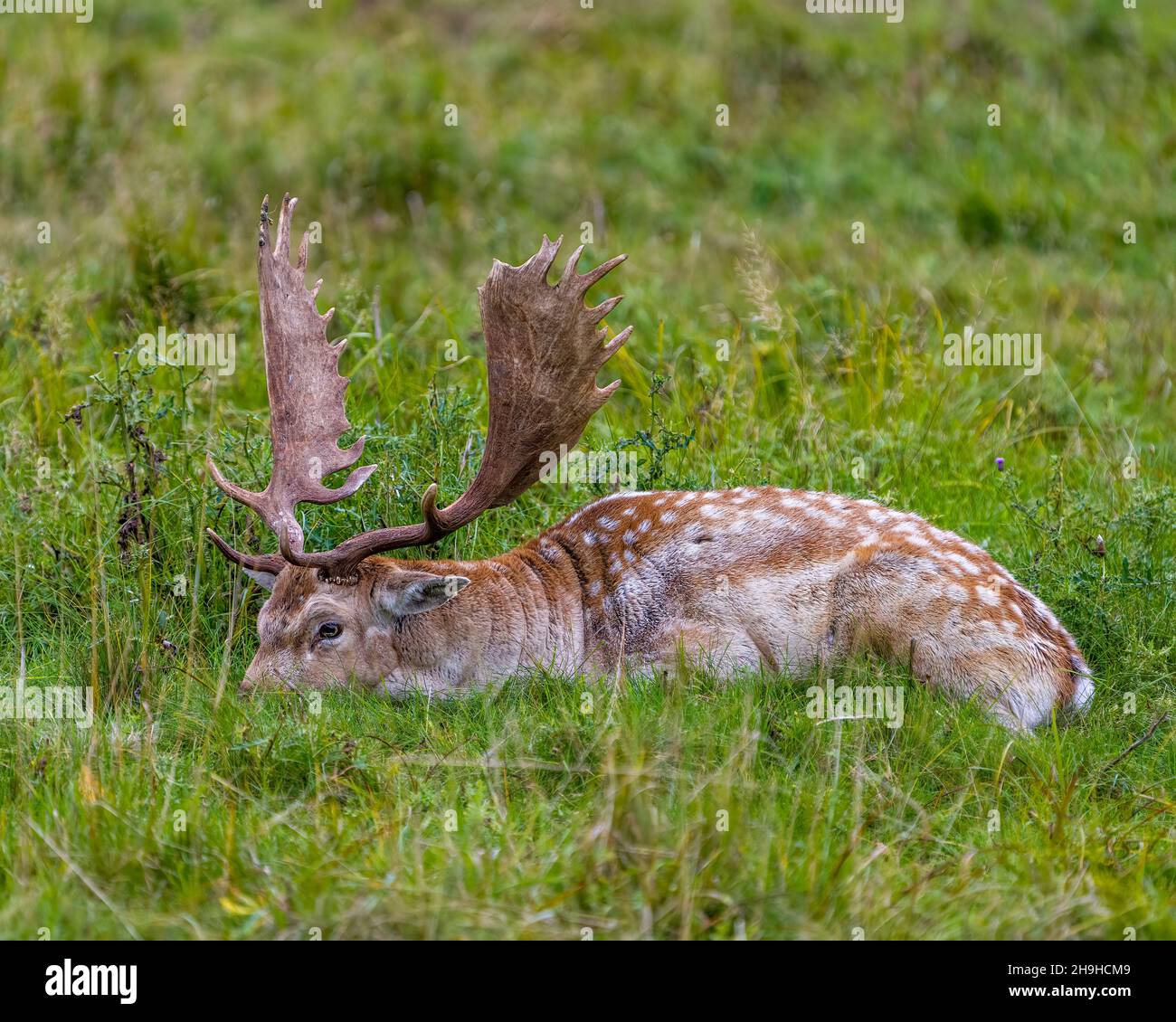 Flelow Deer mâle en gros plan se reposant dans le champ avec de l'herbe dans son environnement et son habitat entourant et présentant de gros bois.Deer photo et image. Banque D'Images