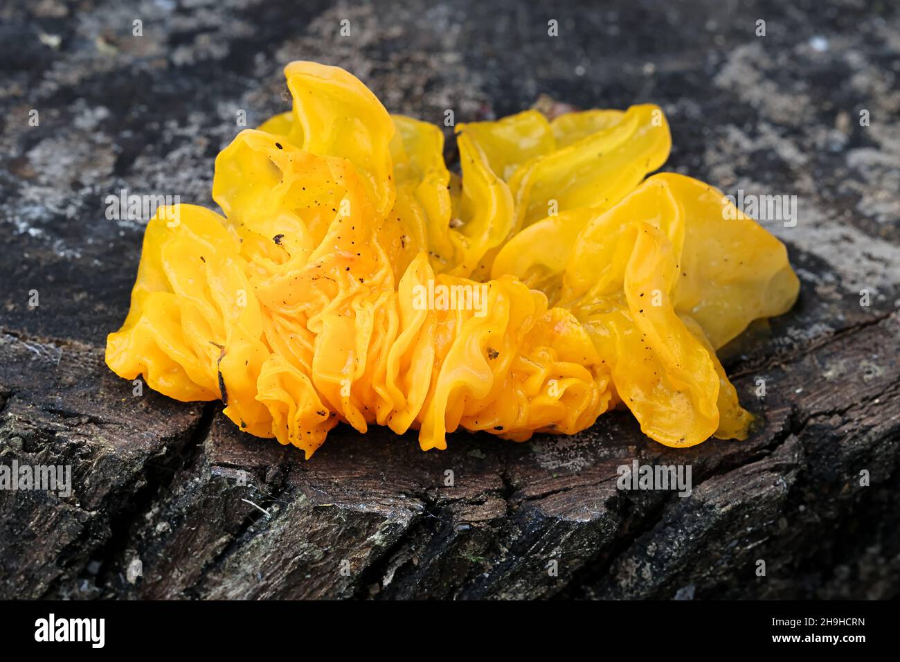 Tremella mesenterica, connue sous le nom de cerveau jaune, champignon de gelée dorée, beurre de tremble jaune ou de sorcières, champignon sauvage de Finlande Banque D'Images