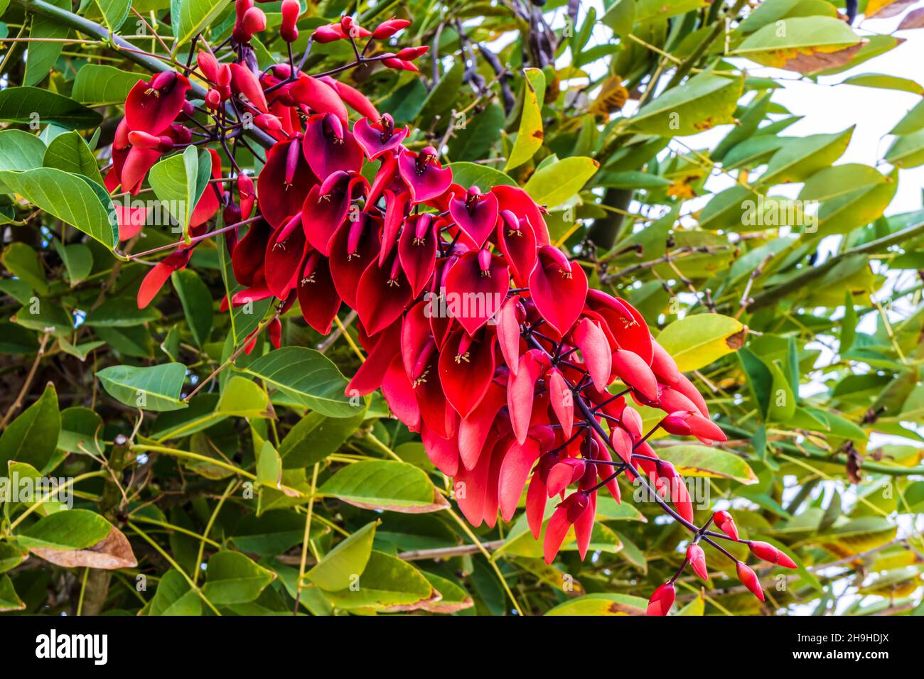 Fleurs rouges vives de l'arbre de corail Cockspur Erythrina crista-galli. Banque D'Images