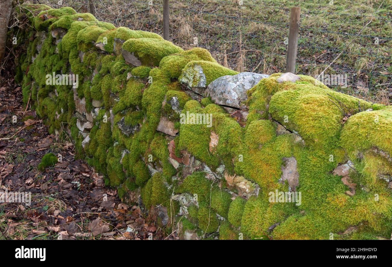 LA BRYOPHYTA DE MOSS POUSSE SUR DES PIERRES DANS UN MUR Banque D'Images