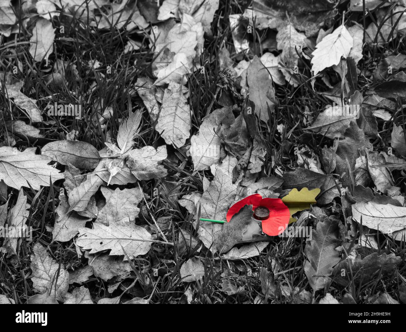 Le pavot du jour du souvenir est tombé parmi les feuilles d'automne.Image triste. Banque D'Images