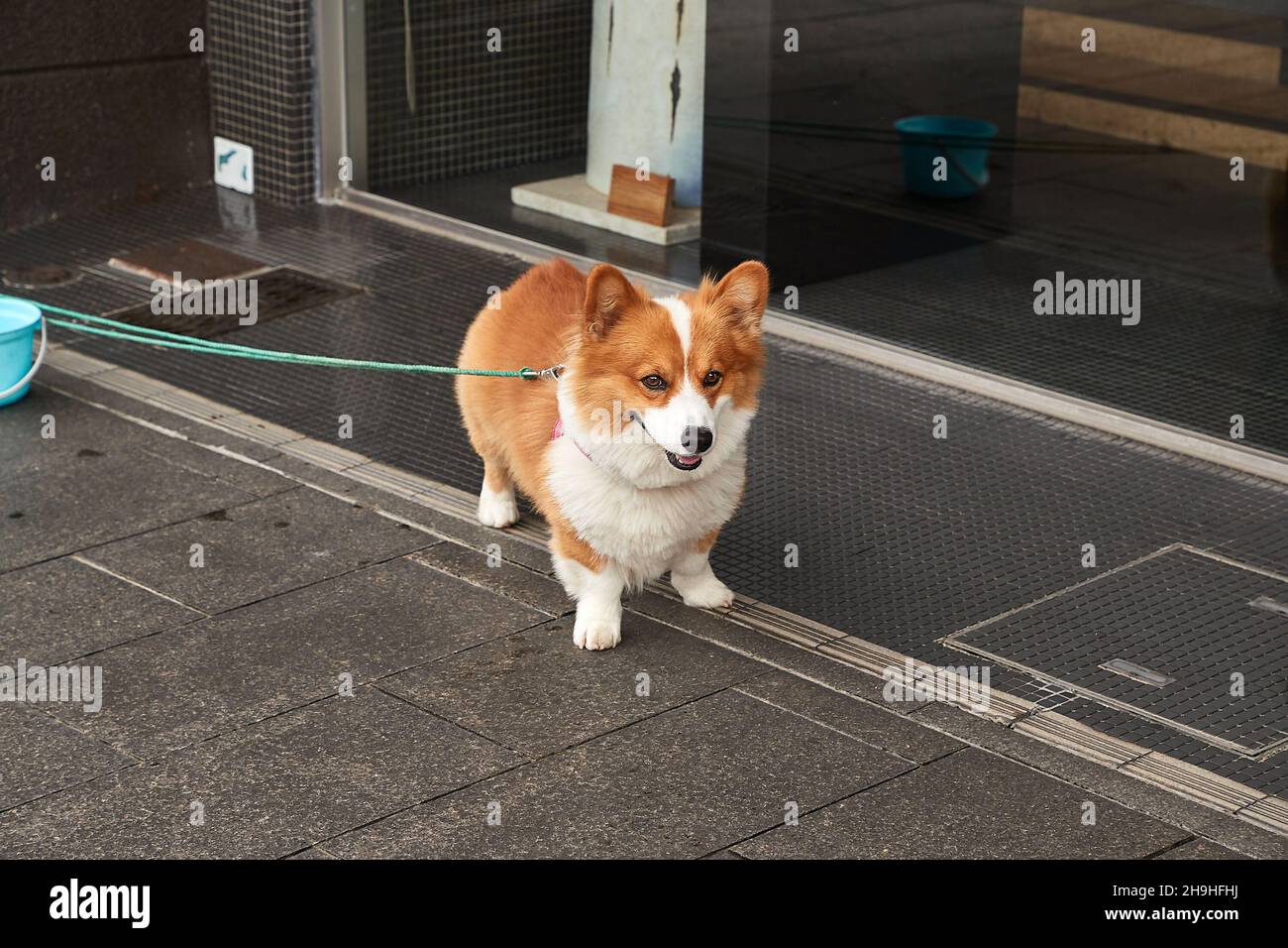 Chien sur une laisse en attente devant le magasin Banque D'Images