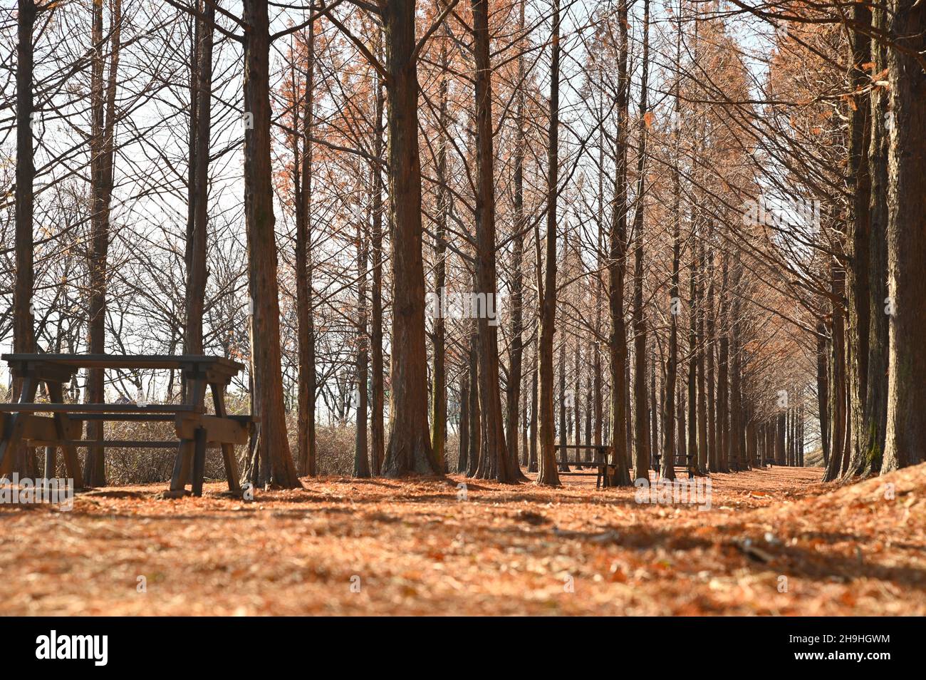 Le sentier dans la forêt où les feuilles tombées sont peu entassées Banque D'Images