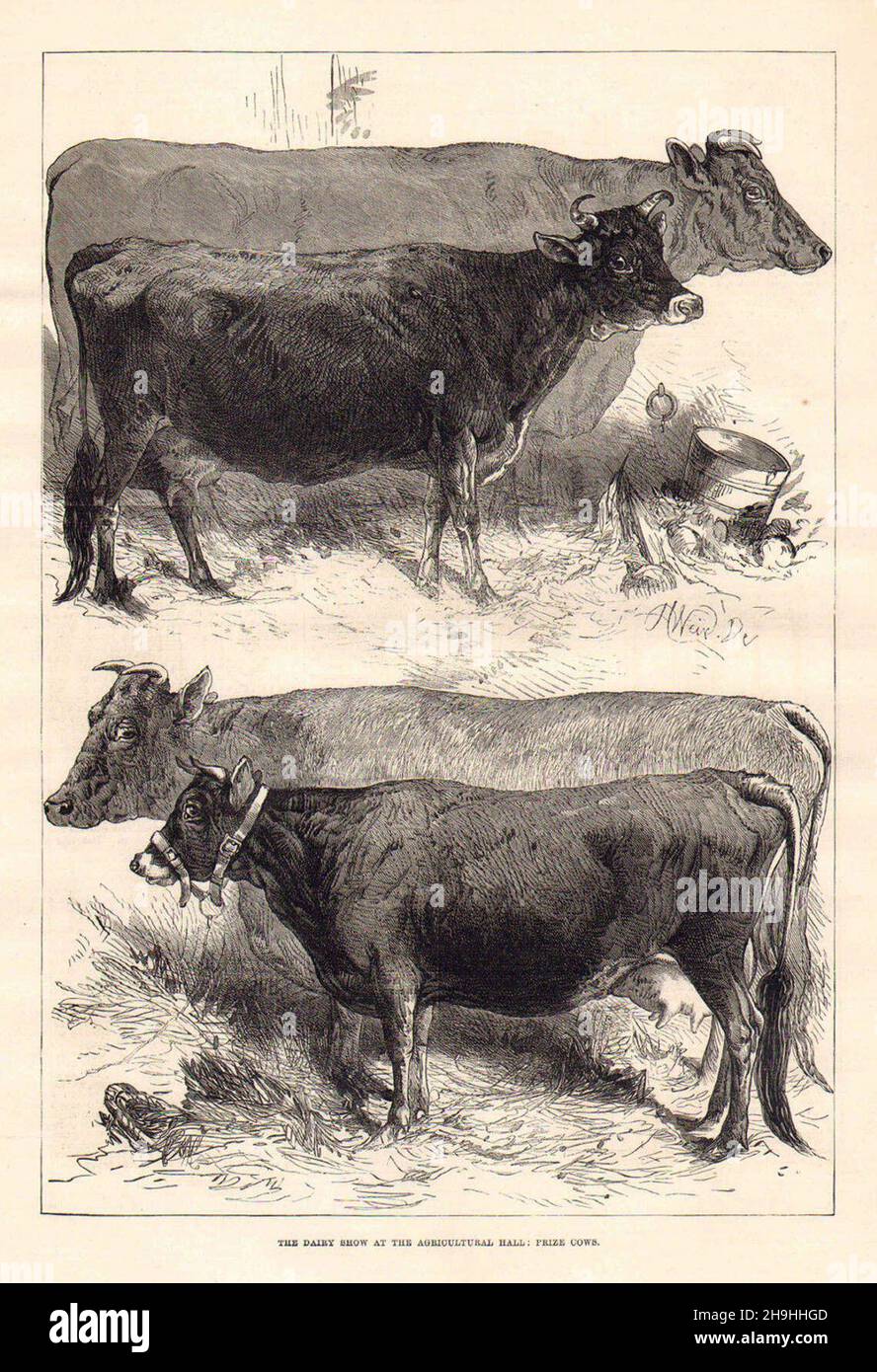 Le salon du lait au salon de l'agriculture : prix des vaches; Banque D'Images