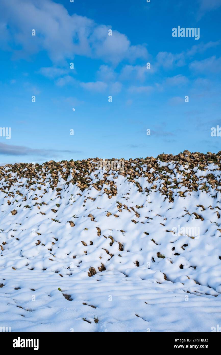 Gros plan d'une pile de betteraves à sucre récoltées sur un champ agricole recouvert de neige en hiver.Agriculture biologique pour la production industrielle de sucre. Banque D'Images