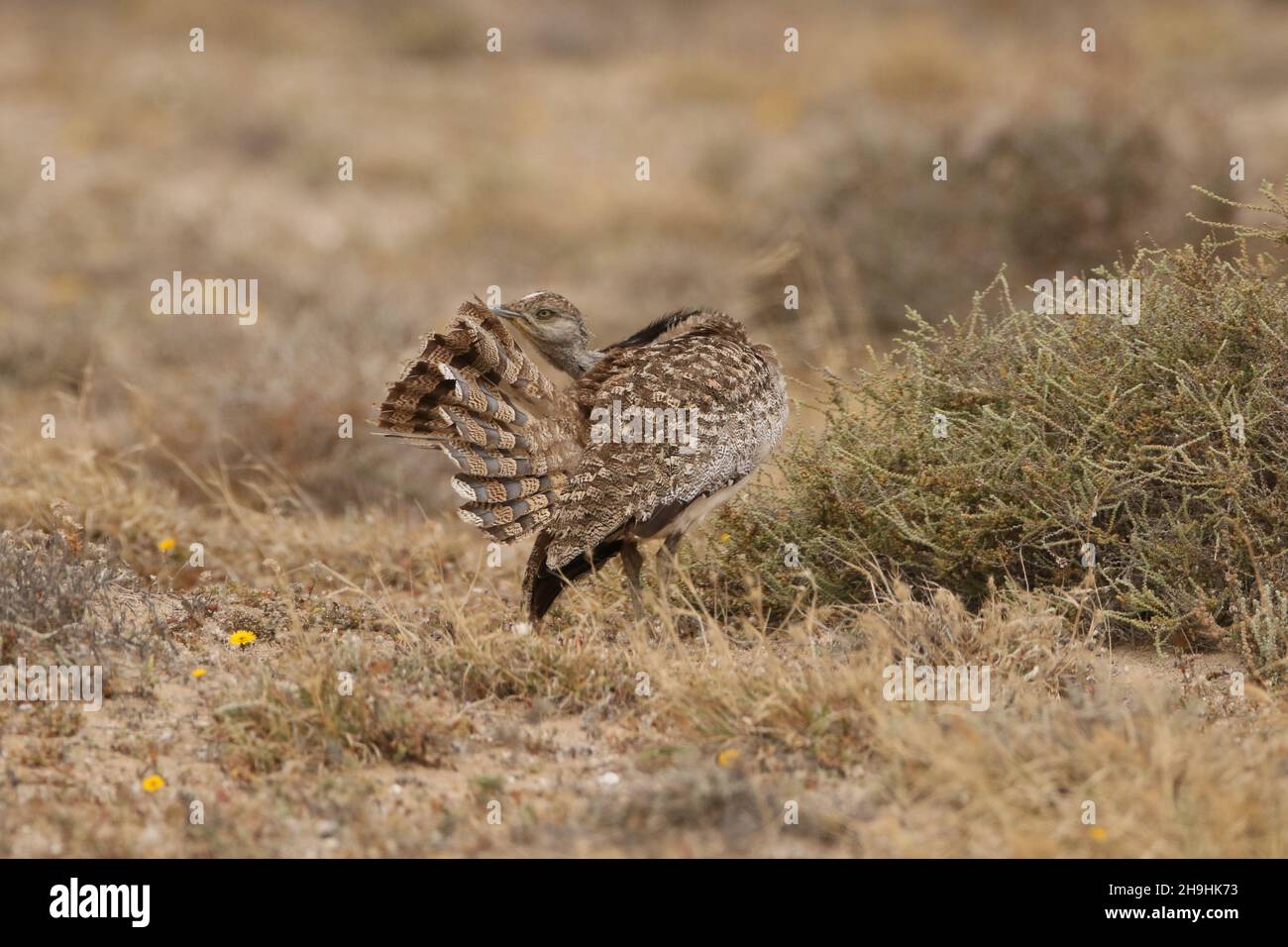 Outarde Houbara, un grand oiseau sur les plaines semi-désertiques de Lanzarote où ils sont une espèce protégée.Vous pouvez avoir à rester sur les pistes ! Banque D'Images