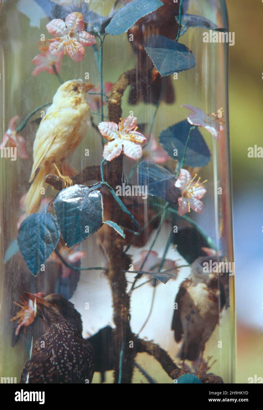 Boîte en forme de dôme d'oiseaux farcis Banque D'Images