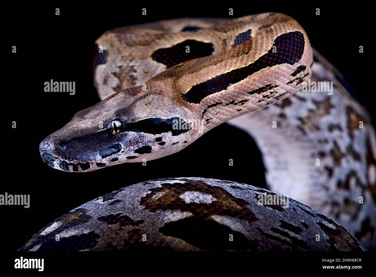 Boa terre malgache (Acrantophis madagascariensis) Banque D'Images
