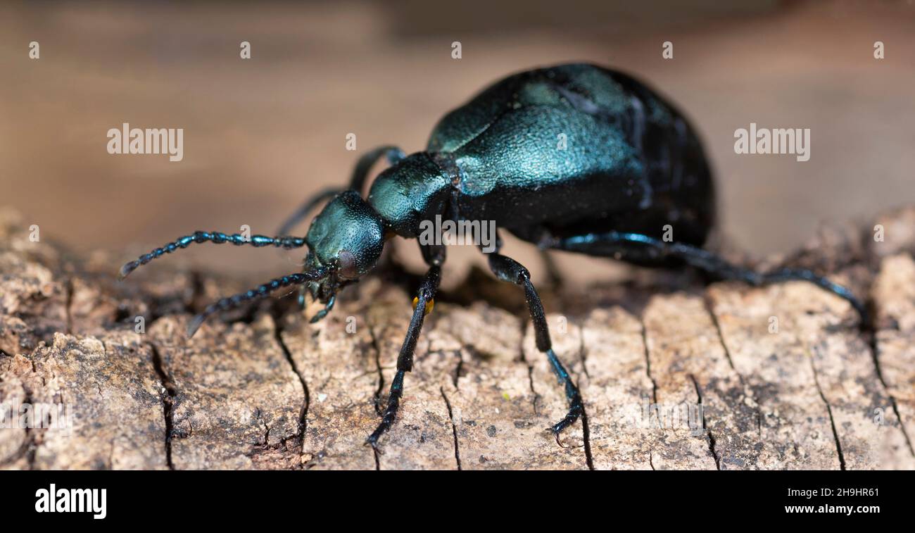 Vue macro de Meloe americanus, ou coléoptère d'huile de buttercup, montrant une goutte de liquide toxique sur sa jambe avant.Le liquide crée des cloques douloureuses sur la peau humaine Banque D'Images Vue macro de Meloe americanus, ou coléoptère d'huile de buttercup, montrant une goutte de liquide toxique sur sa jambe avant.Le liquide crée des cloques douloureuses sur la peau humaine Banque D'Images