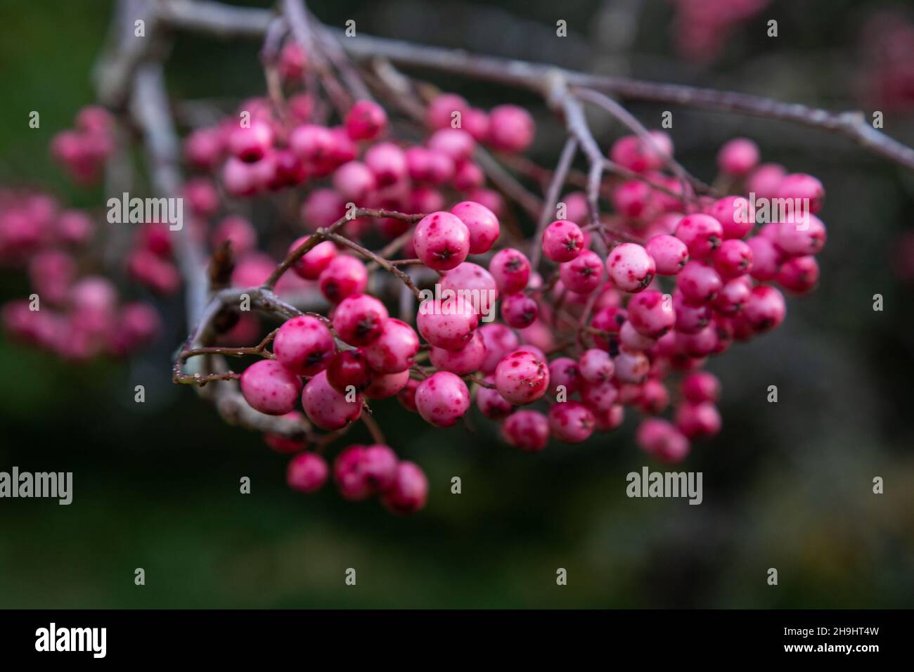 Baies roses sur une branche en automne Banque D'Images