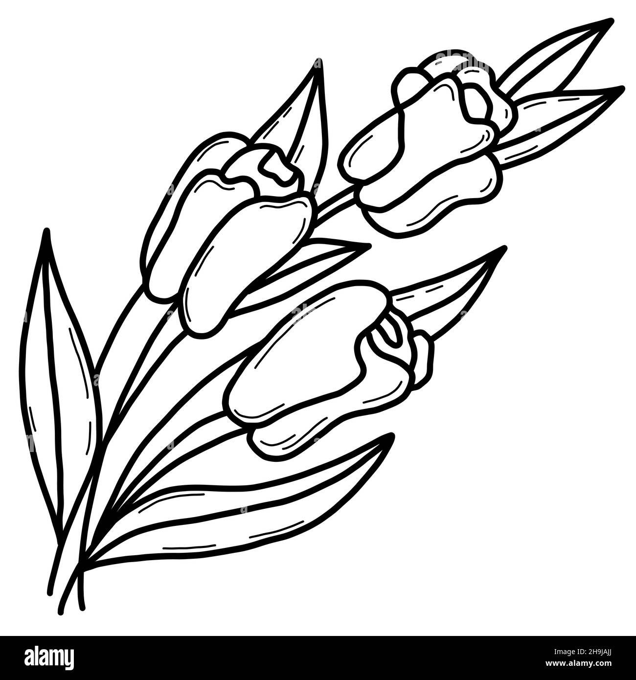 Beau bouquet de fleurs de tulipes.Illustration vectorielle. Contour, dessin à main linéaire Illustration de Vecteur