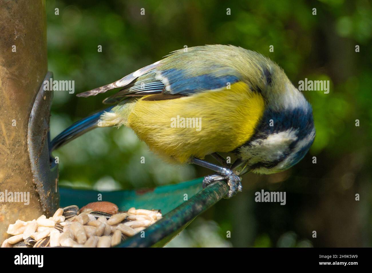 Un tit bleu sur un mangeoire à oiseaux dans l'ouest de Londres, une image  prise à l'aide d'un objectif macro.Date de la photo: Samedi 25 avril  2020.Le crédit photo devrait se lire:
