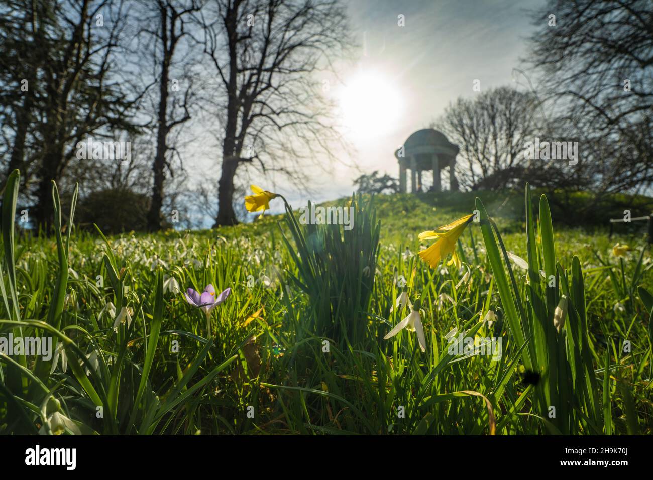 Jonquilles et crocus sauvages dans les jardins de Kew à Londres lors d'une journée de printemps ensoleillée.Date de la photo : mardi 23 février 2021.Le crédit photo devrait se lire: Richard Gray/EMPICS Banque D'Images