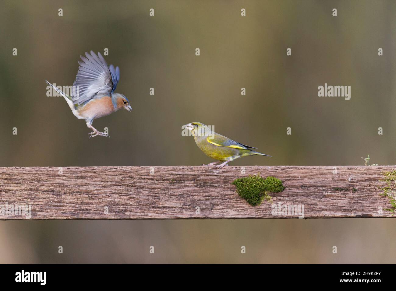 Caffin commun (Fringilla coelebs) adulte mâle volant, sur le point d'atterrir avec le verdfinch européen (Carduelis chloris) adulte mâle, sur la clôture Banque D'Images