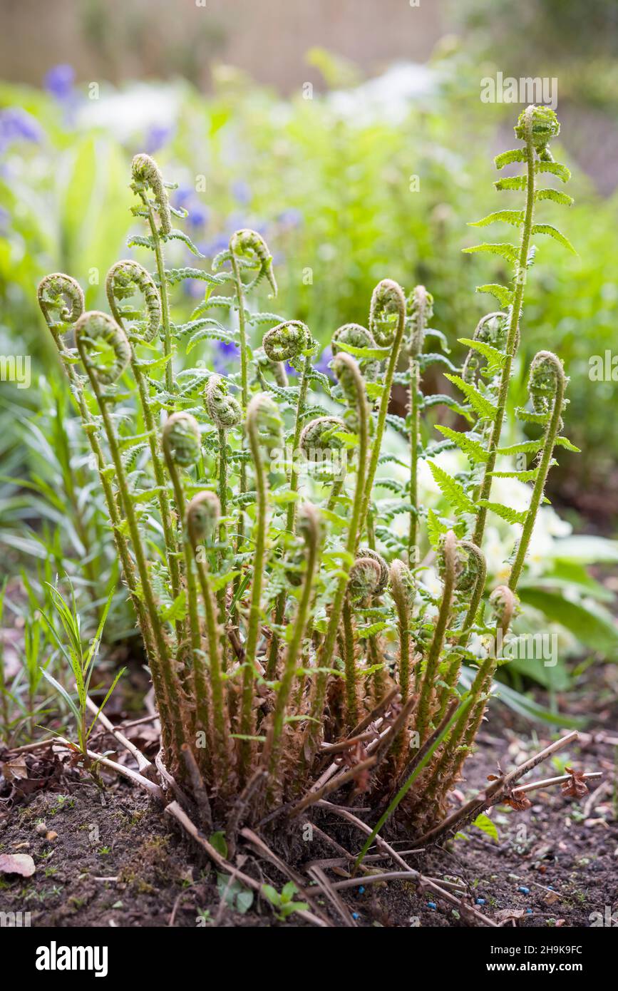 Plante de Fern dryopteris filix-mas (fougères en bois) en croissance dans un jardin britannique, nouvelle croissance des frondes au printemps Banque D'Images