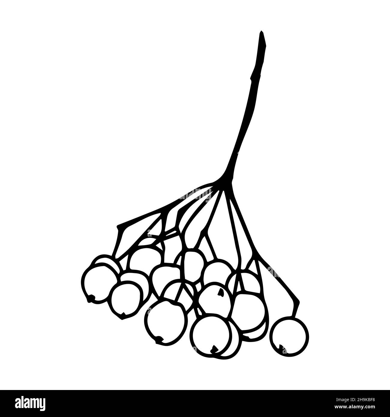 Dessin de contour d'une branche de rowan avec des baies.Style Doodle.Vecteur Illustration de Vecteur