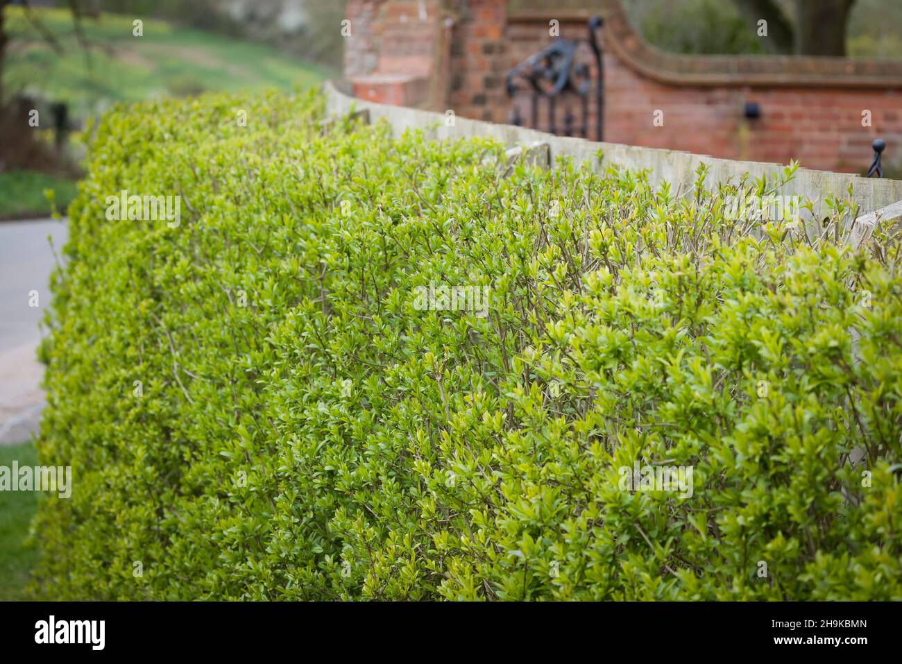 Haie privée à l'extérieur du jardin britannique, ligustrum vulgare (privet sauvage) Banque D'Images