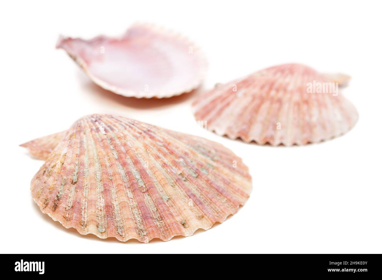 coques, conch, conch shell, arrière-plan, horizontal,blanc, coquillages, vacances, front, vacances,mer, divers, plusieurs, trois, animaux de mer,3, séché, Banque D'Images