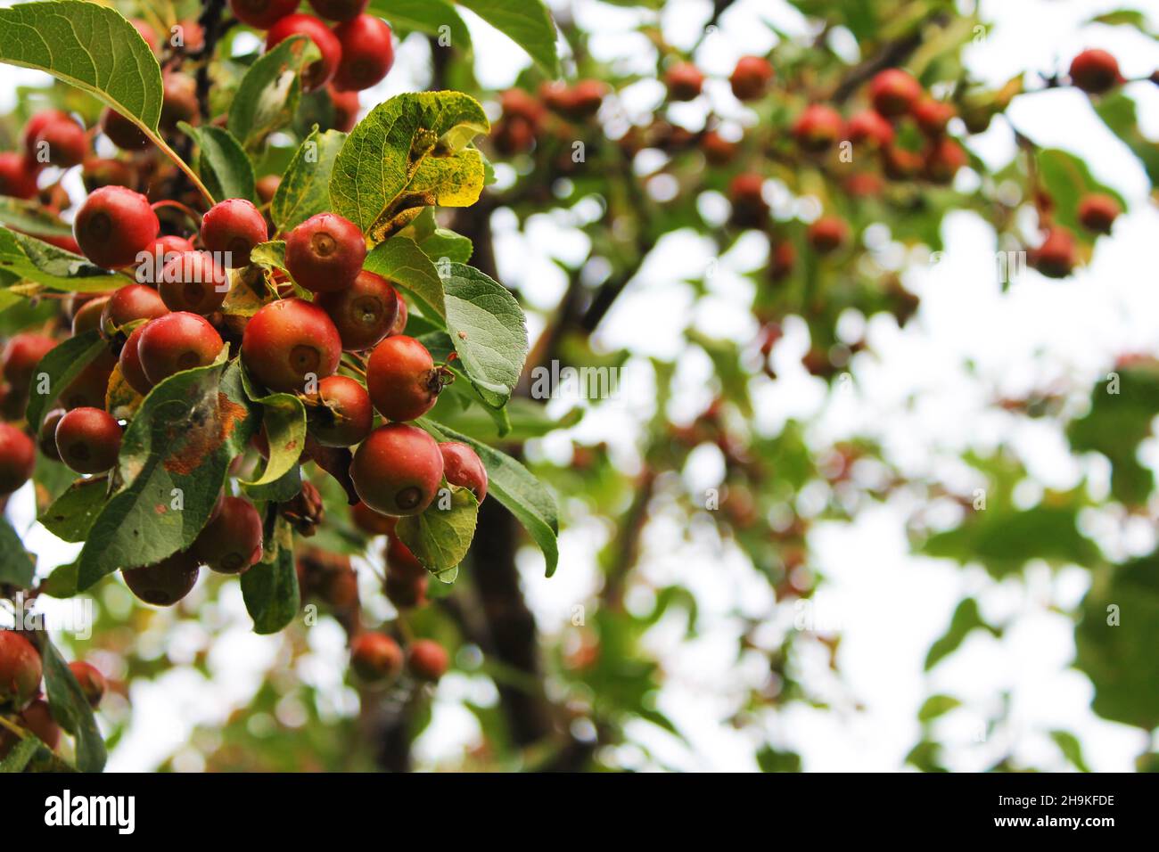 Gros plan des bourgeons de fleur de pomme après le départ des fleurs Banque D'Images