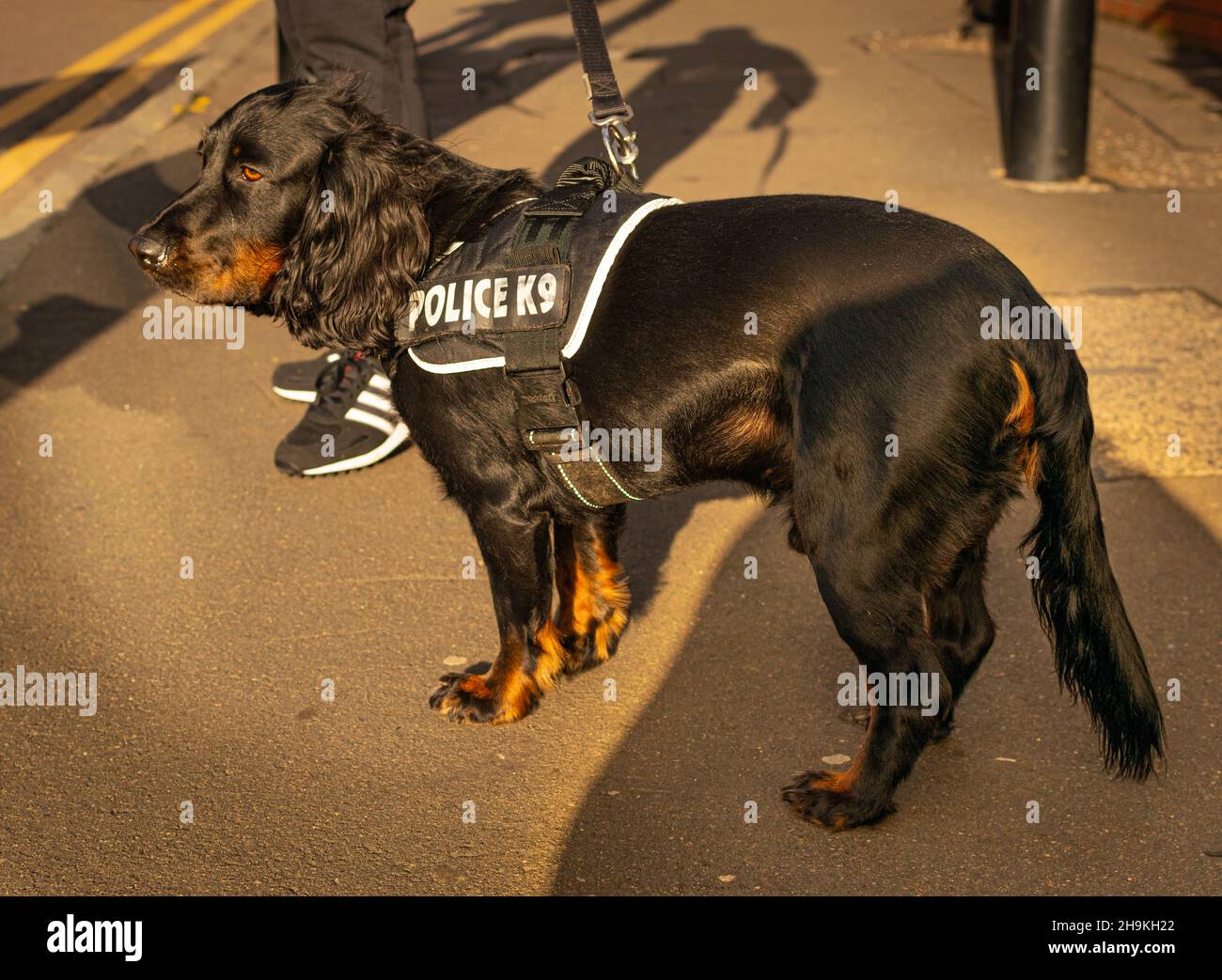 Chien sniffer de police à COP26 Banque D'Images