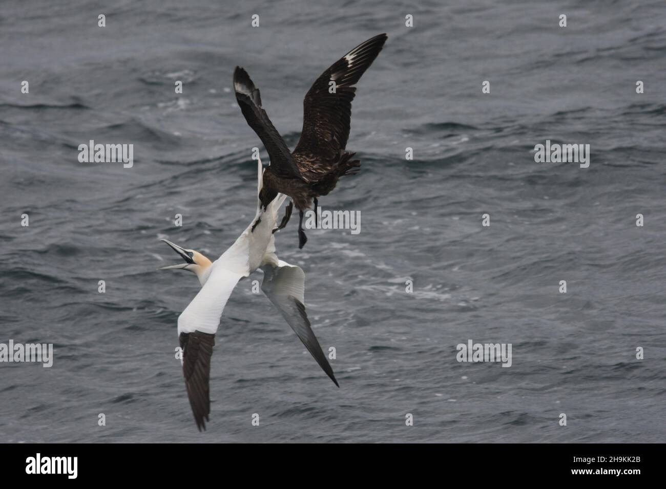 Les grands skua piratent d'autres oiseaux de mer pour les encourager à dégorger leurs prises, ici en saisissant une queue de gantets plumes, sans succès à cette occasion. Banque D'Images