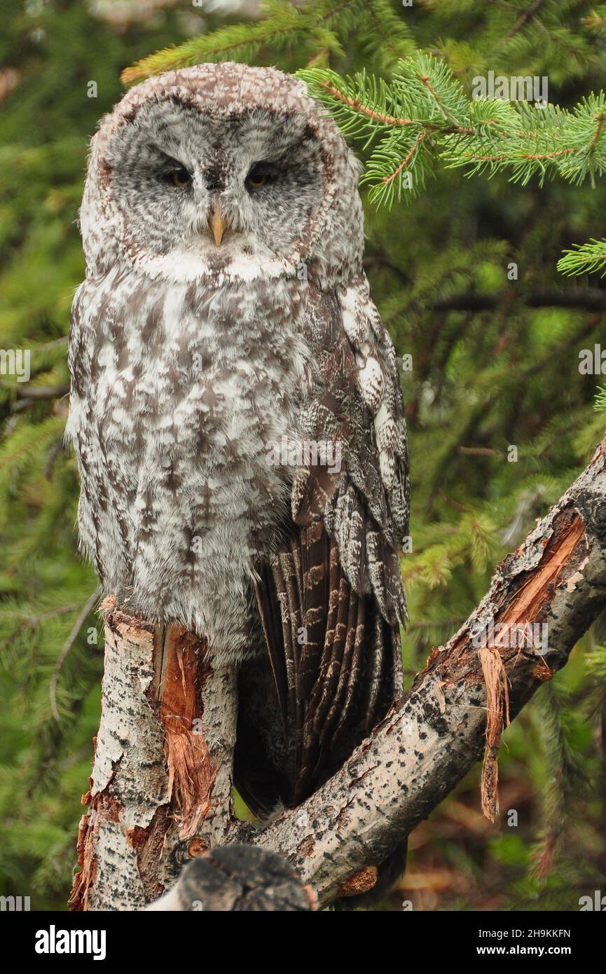 Grand hibou gris perché sur une branche. Banque D'Images