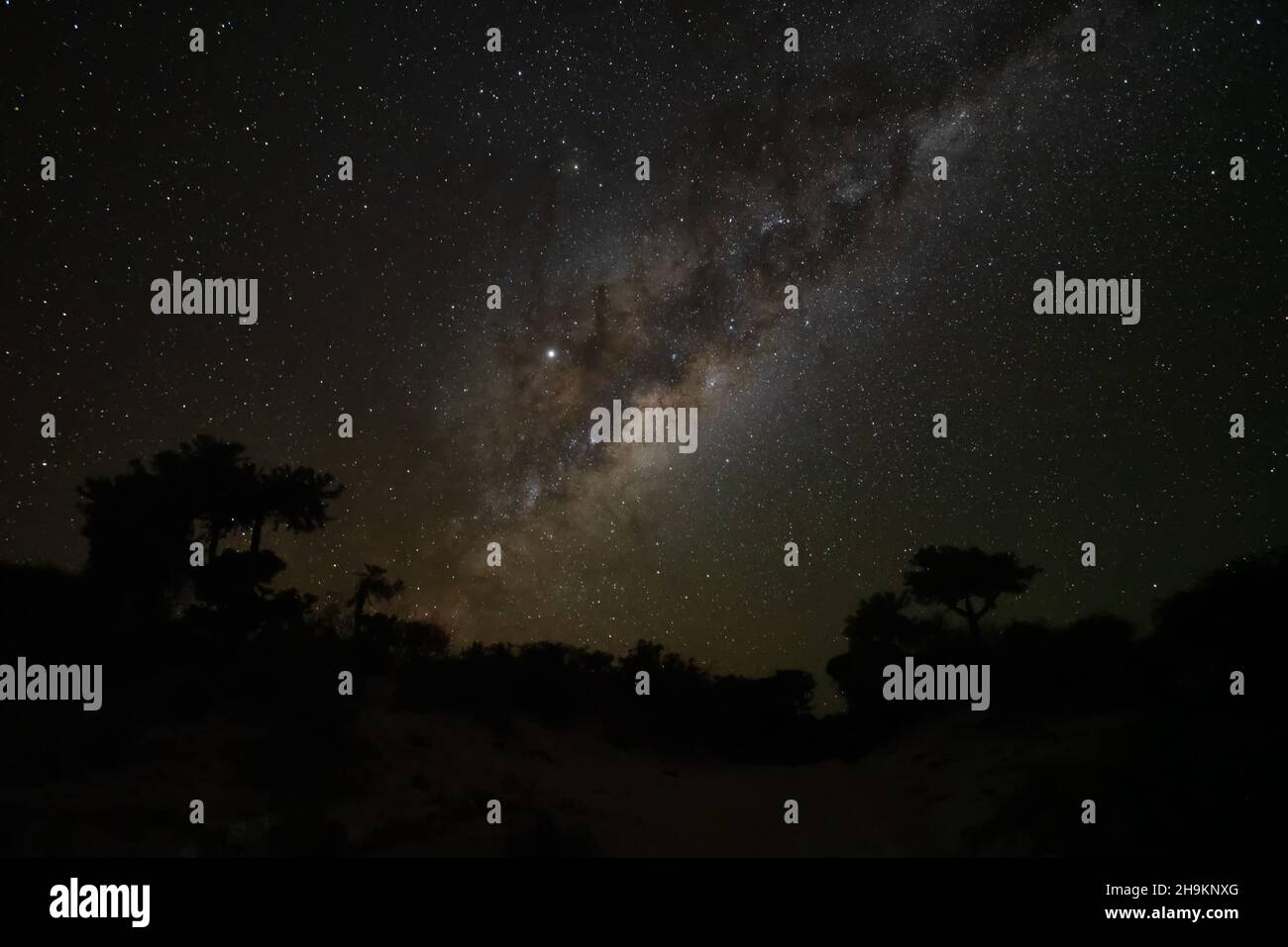 Ciel nocturne avec galaxie Milkyway au-dessus des silhouettes d'arbres, vu d'Anakao, Madagascar, Jupiter lumineux visible près de la constellation d'Ophiuchus Banque D'Images