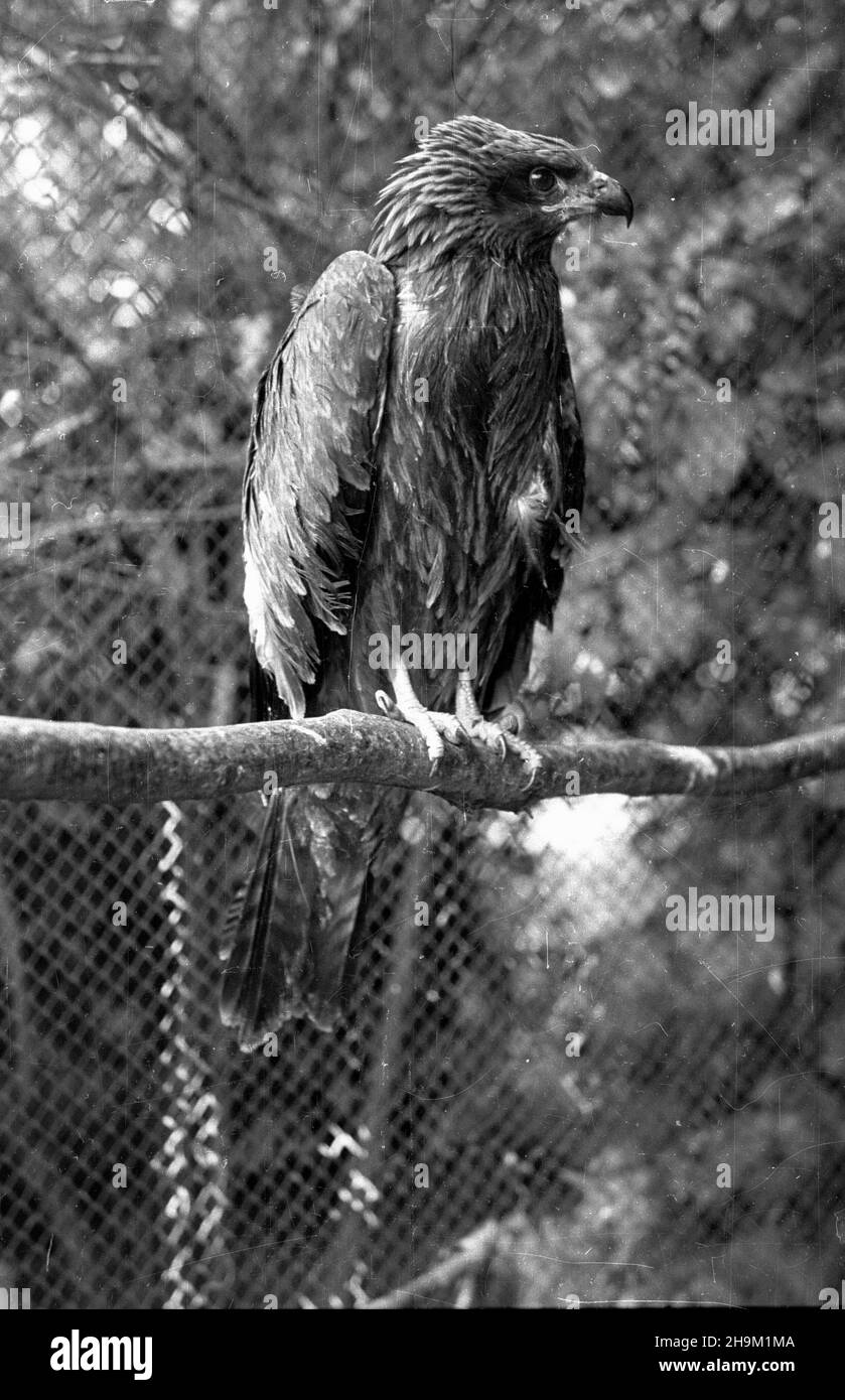 Varsovie, 1948-09.Myszo³ów zwyczajny W Miejskim Ogrodzie Zoologicznym. ka PAP Dok³adny dzieñ wydarzenia nieustalony.Varsovie, le 1948 septembre.Un bourdonnement (Buteo buteo) au zoo municipal de Varsovie. ka PAP Banque D'Images