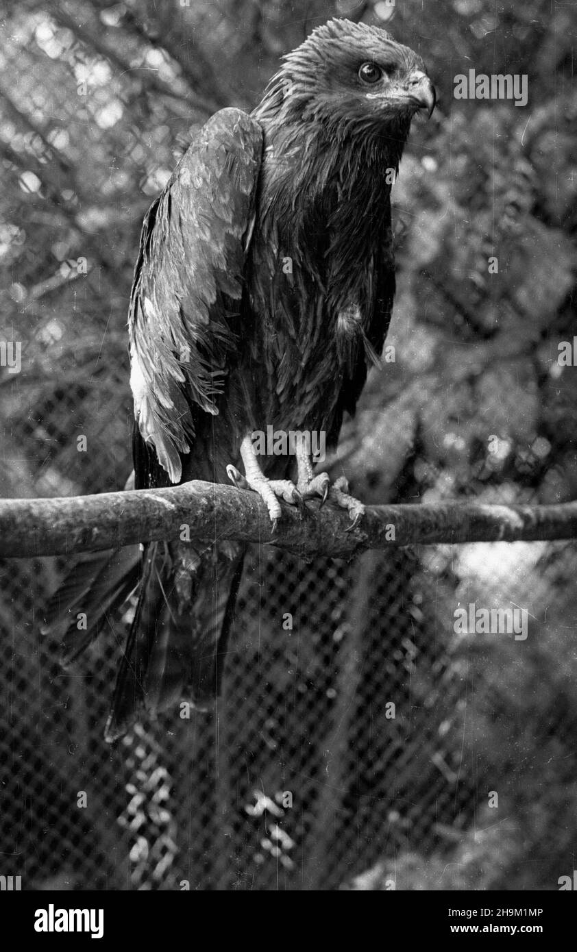 Varsovie, 1948-09.Myszo³ów zwyczajny W Miejskim Ogrodzie Zoologicznym. ka PAP Dok³adny dzieñ wydarzenia nieustalony.Varsovie, le 1948 septembre.Un bourdonnement (Buteo buteo) au zoo municipal de Varsovie. ka PAP Banque D'Images