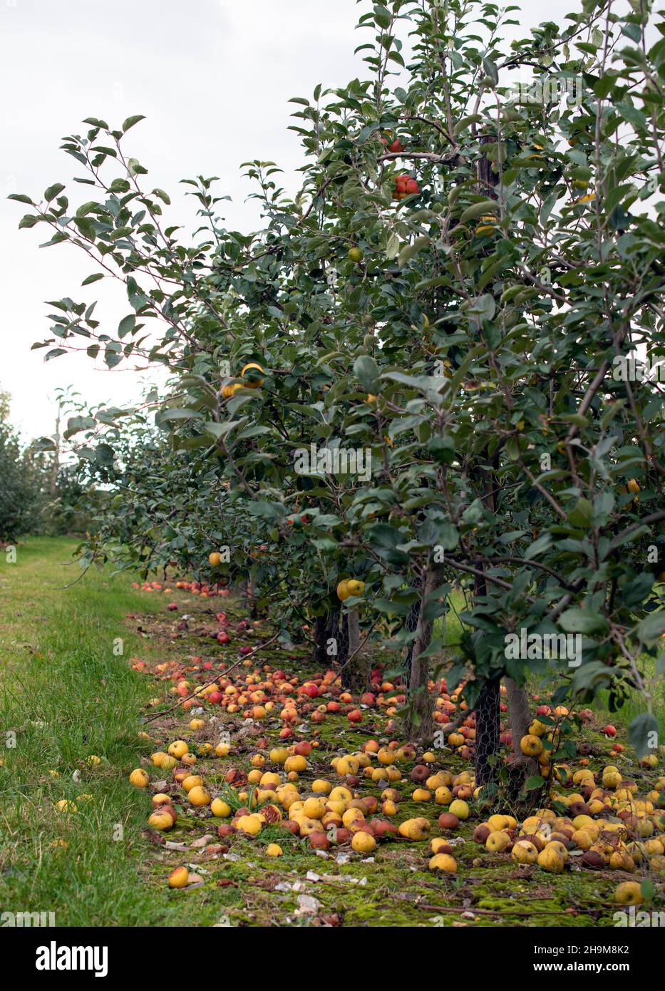 Verger de pommes à la collection Brogdale Banque D'Images