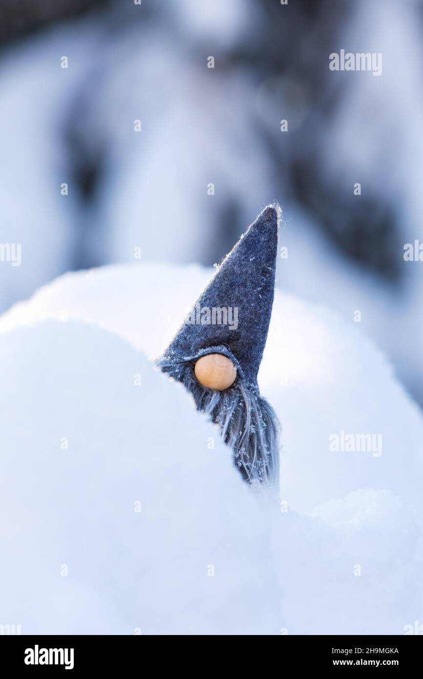 Joli gnome gris barbu dans la neige fraîche contre l'épinette de forêt d'hiver floue Banque D'Images