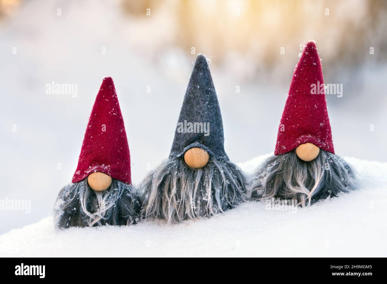Jolis gnomes gris à barbe dans de la neige fraîche sur un arrière-plan flou éclairé par le soleil d'hiver à angle bas. Banque D'Images