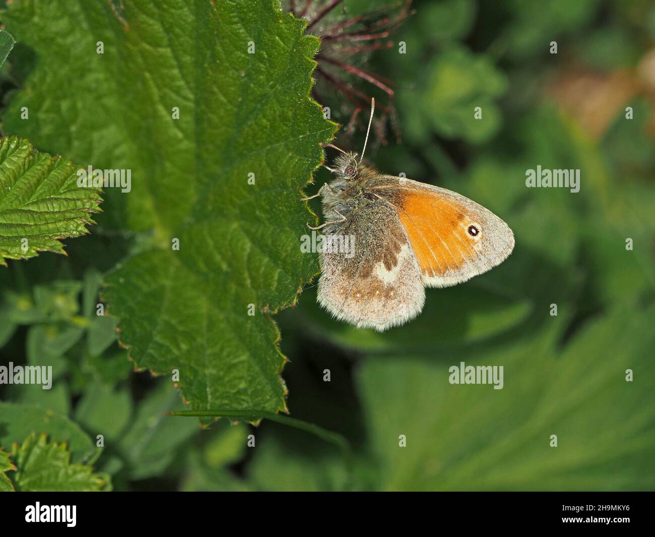 Petit papillon de Heath (Coenonympha pamphilus) avec oeil tacheté et oeil de lingspot sur la feuille en bonne lumière à Cumbria, Angleterre, Royaume-Uni Banque D'Images